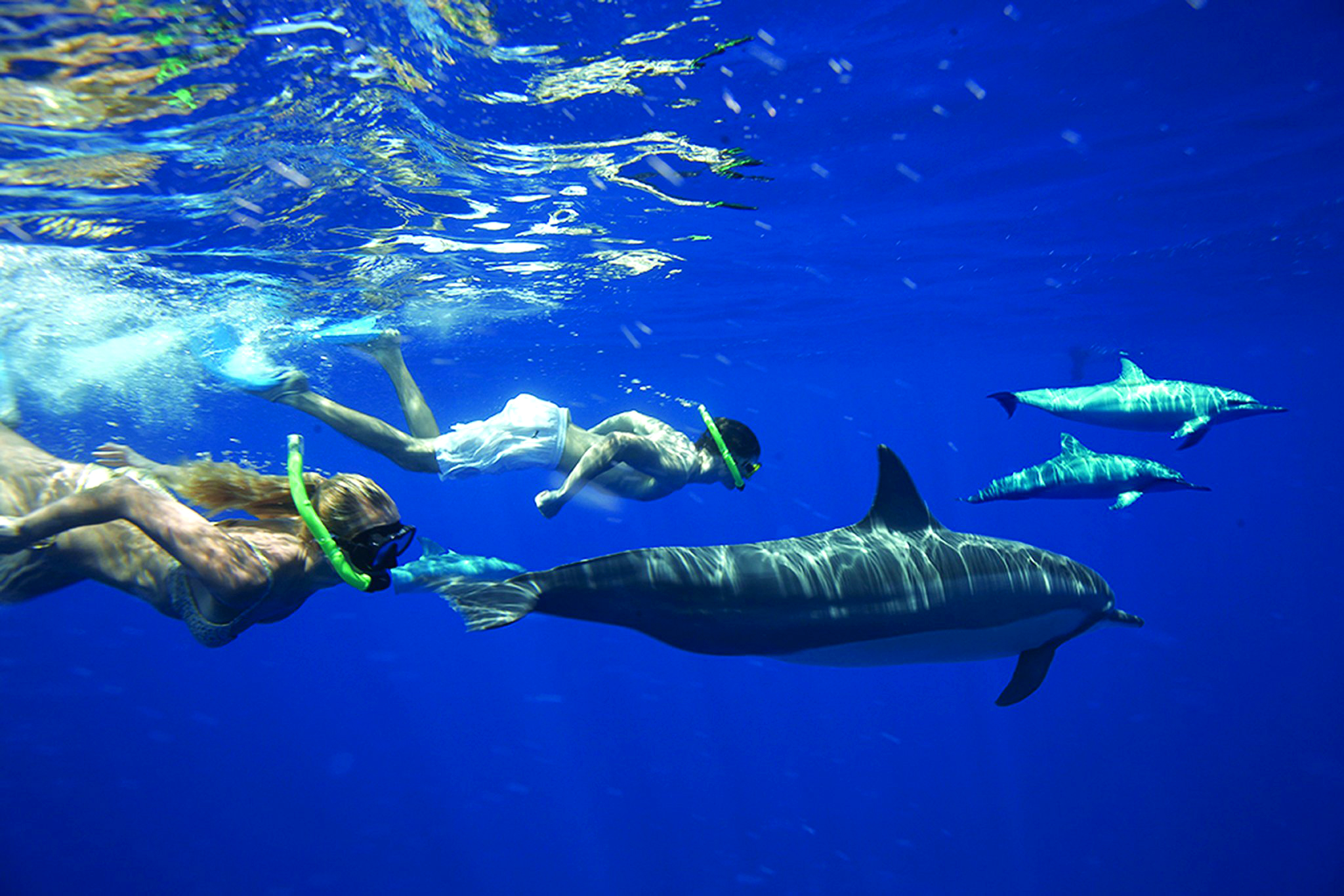 Nadar Con Delfines En Mauricio Aventura África™ Mauricio 3207