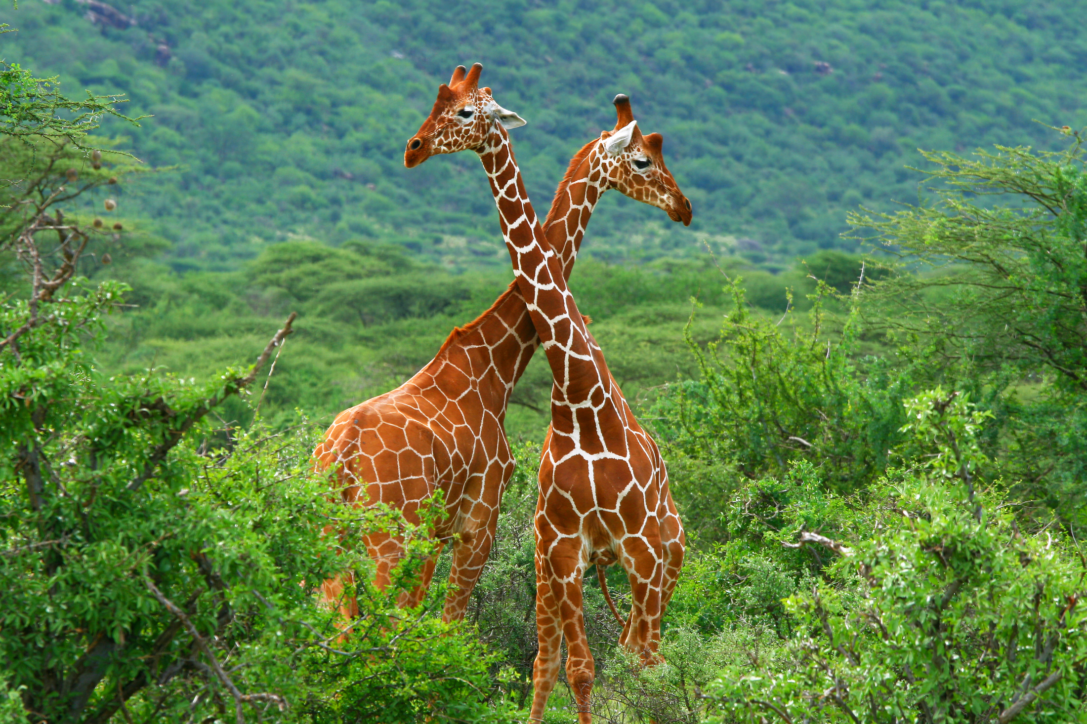 Parque Kruger | Aventura África™ - Sudáfrica